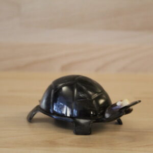 Tortue corne de zébu